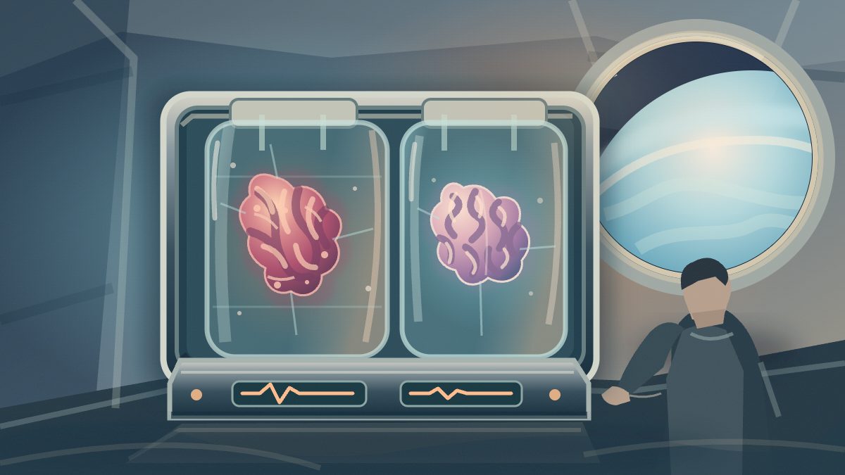 Scientists send tiny human brains and hearts to space to study aging